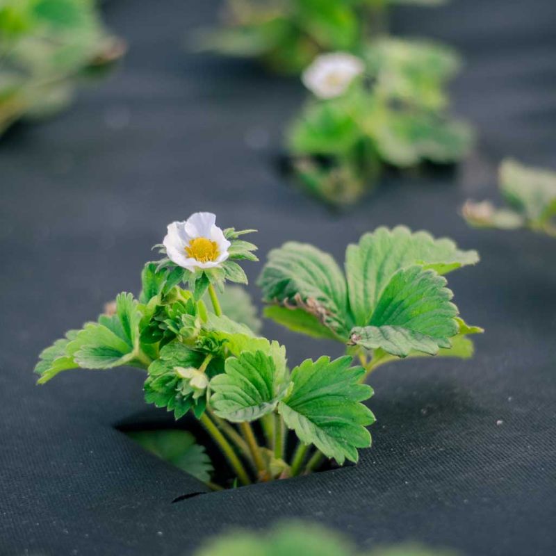 WeedBan Ultra Weed Control Fabric 70gsm (2m x 25m)